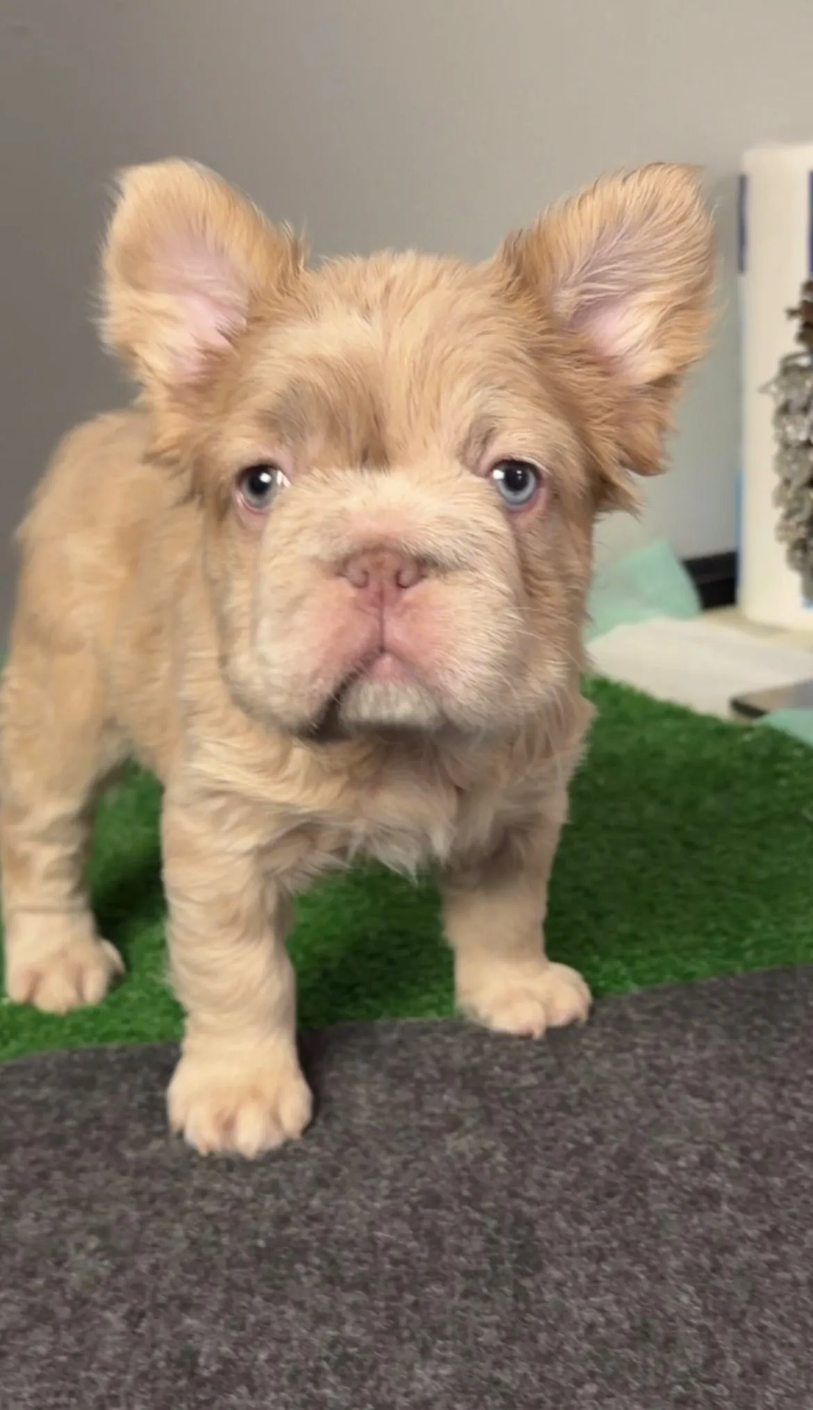 Pup 7