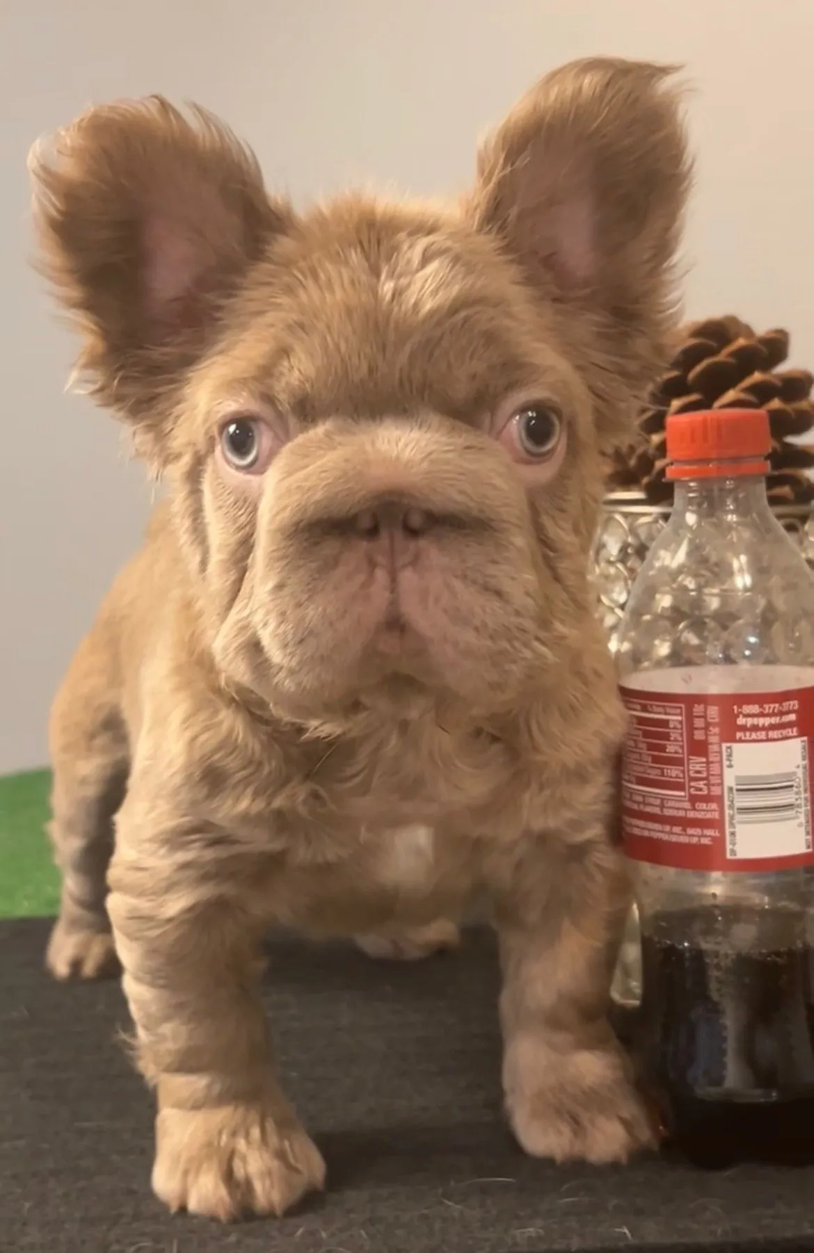 Pup 3