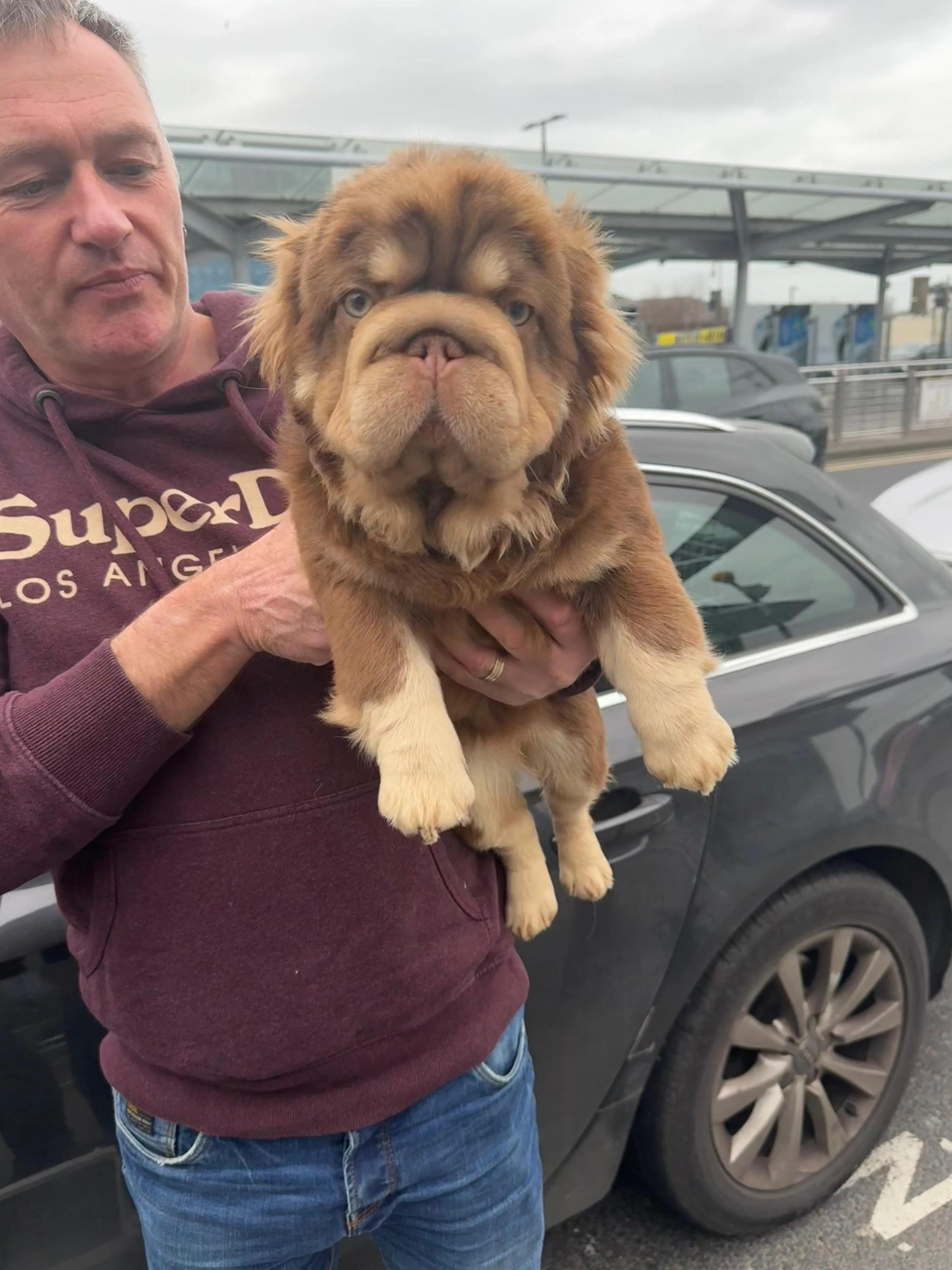 Pup 11