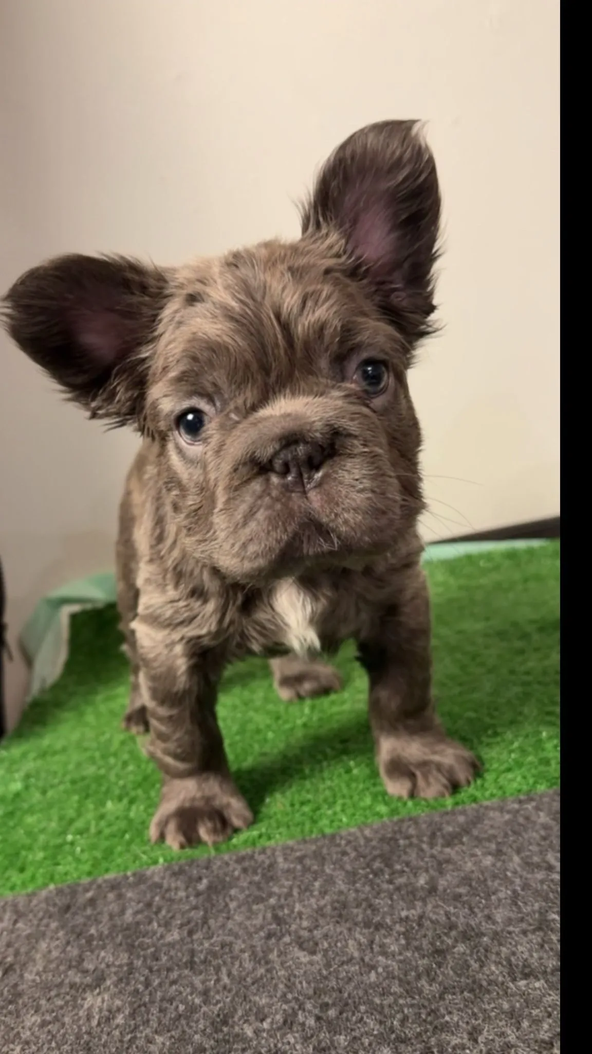Pup 9