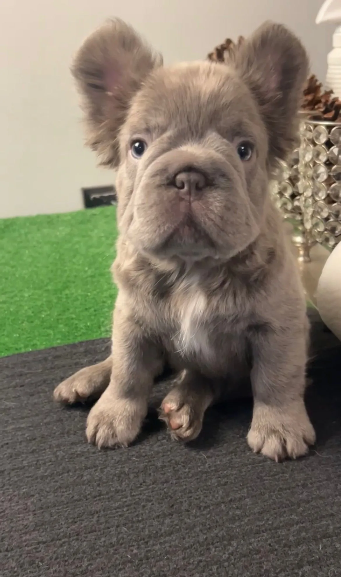 Pup 6