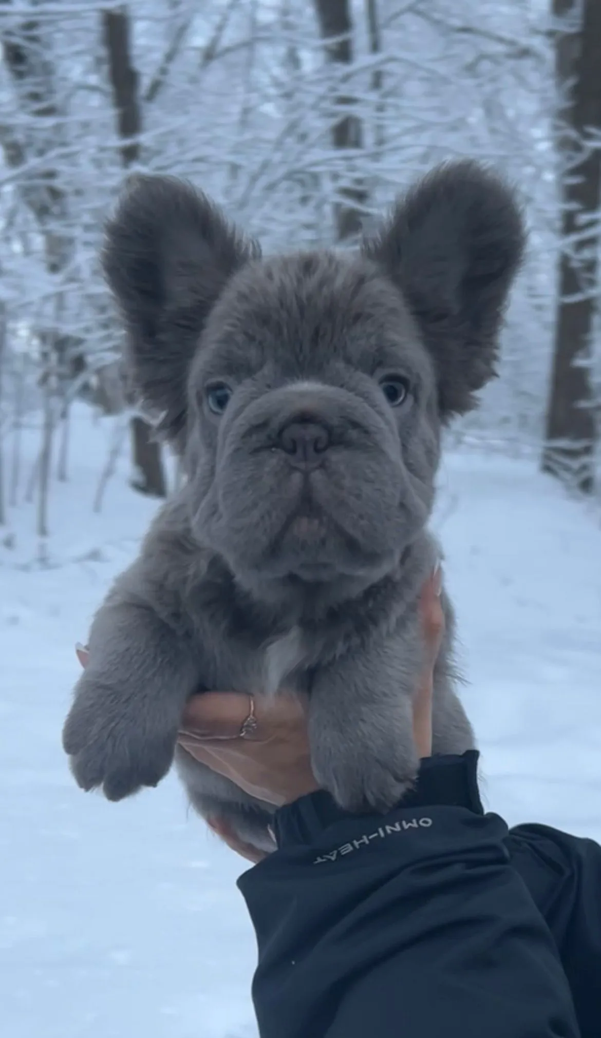 Pup 2