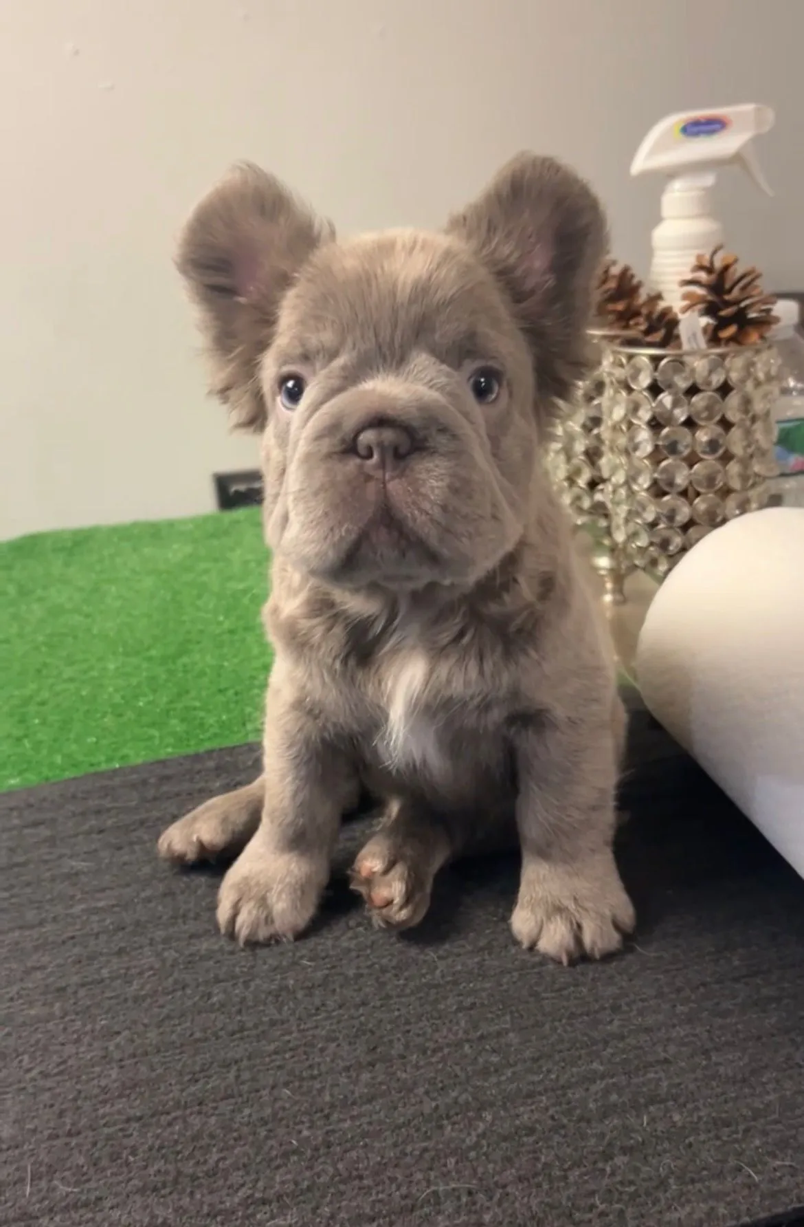 Pup 5