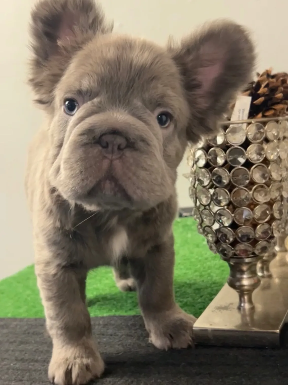 Pup 18