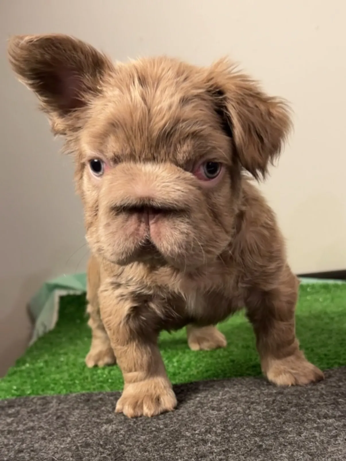 Pup 12