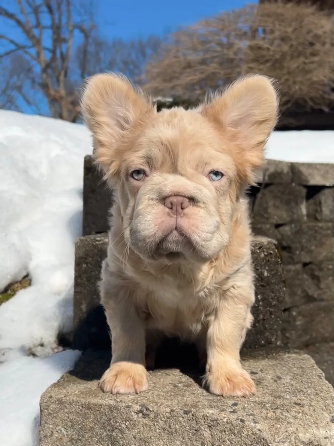 Pup 14