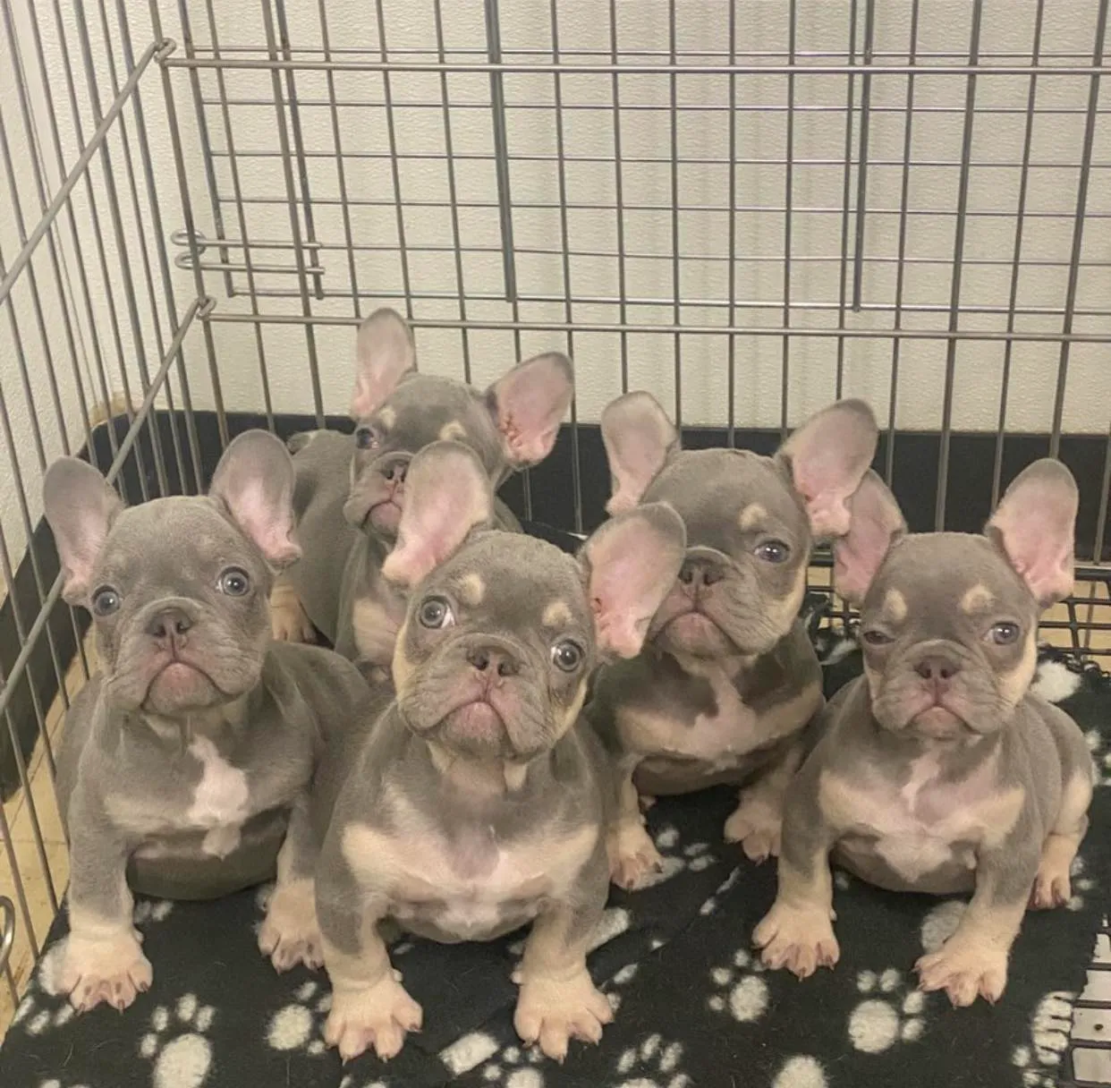 Pup 16