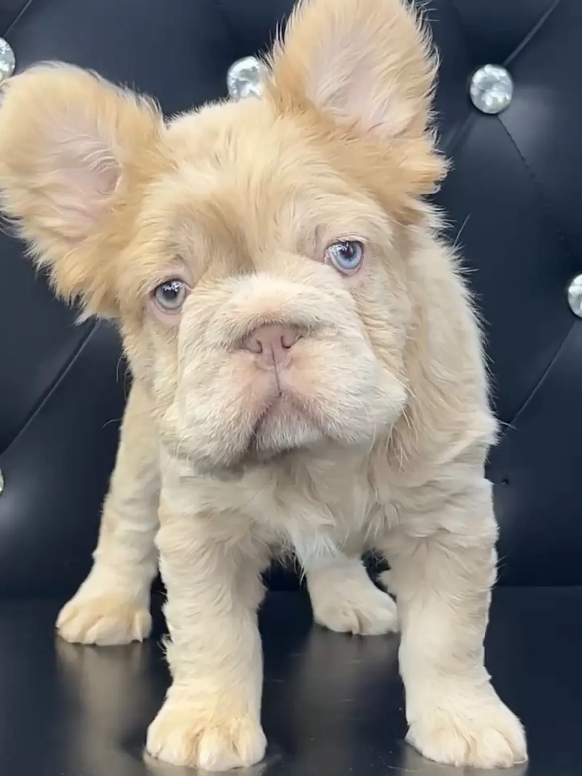 Pup 15