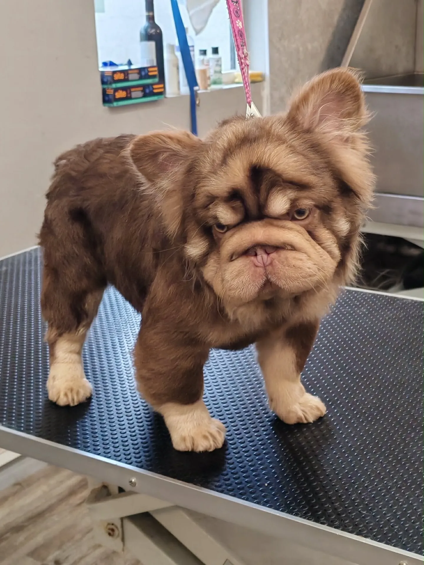 Pup 13