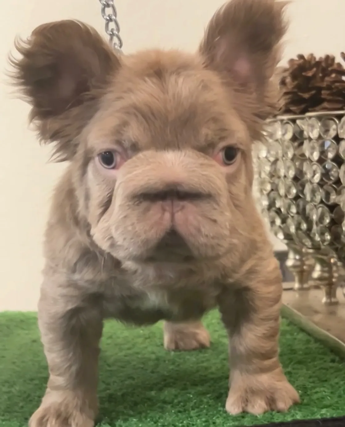 Pup 17