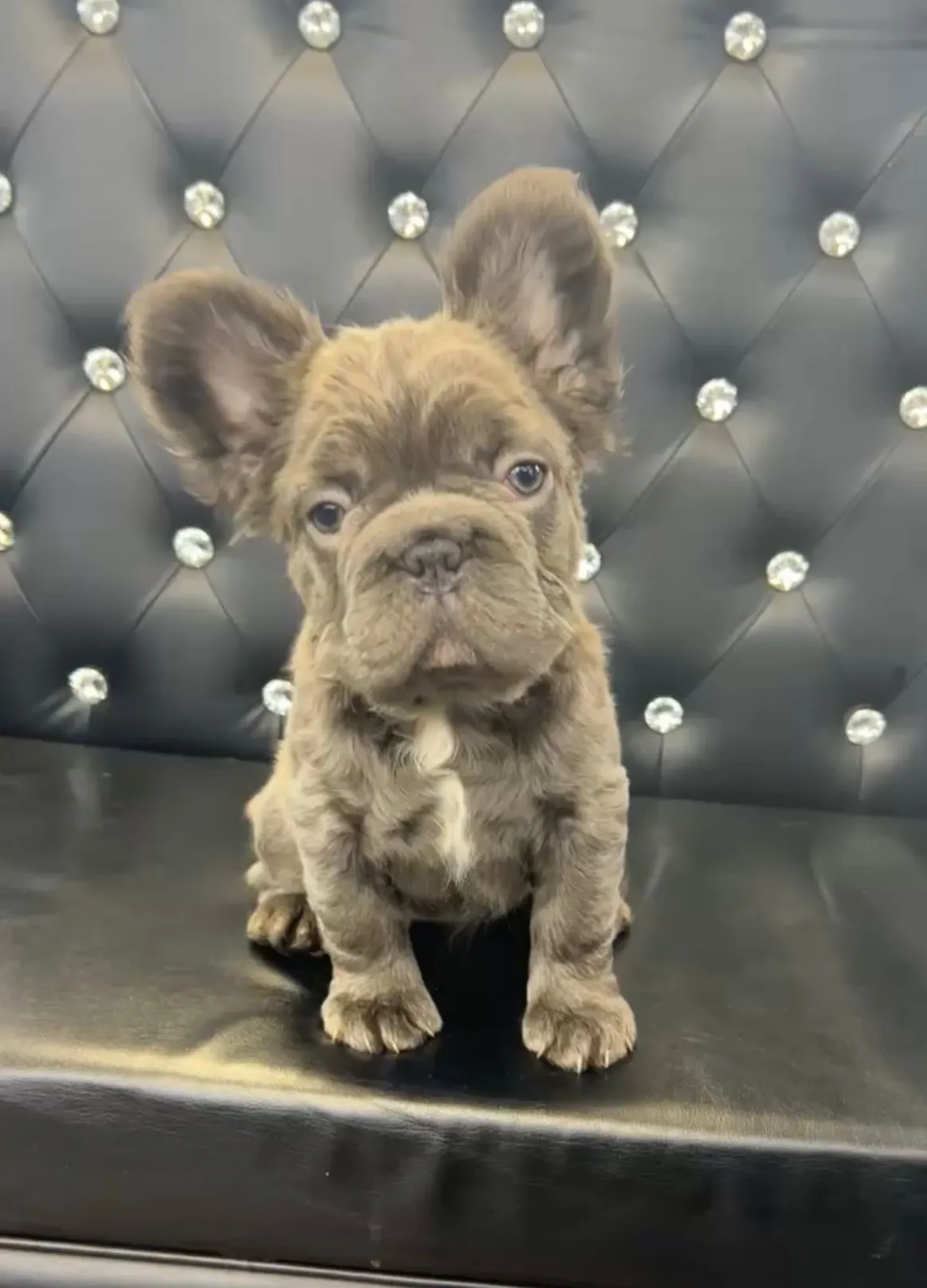 Pup 4