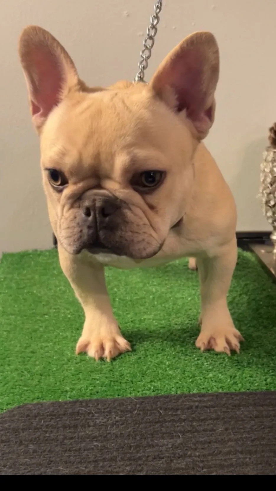 Pup 8
