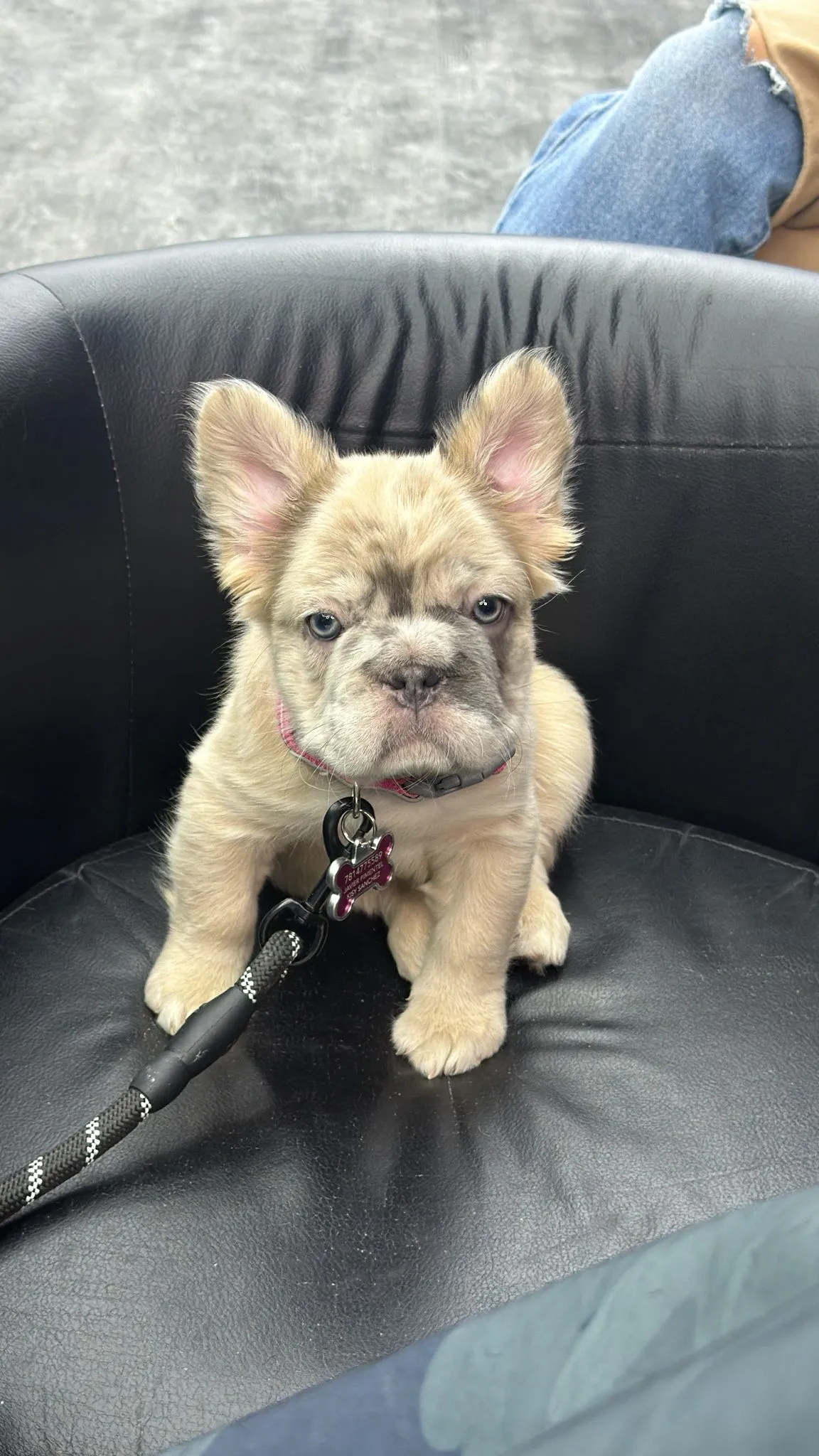 Pup 1