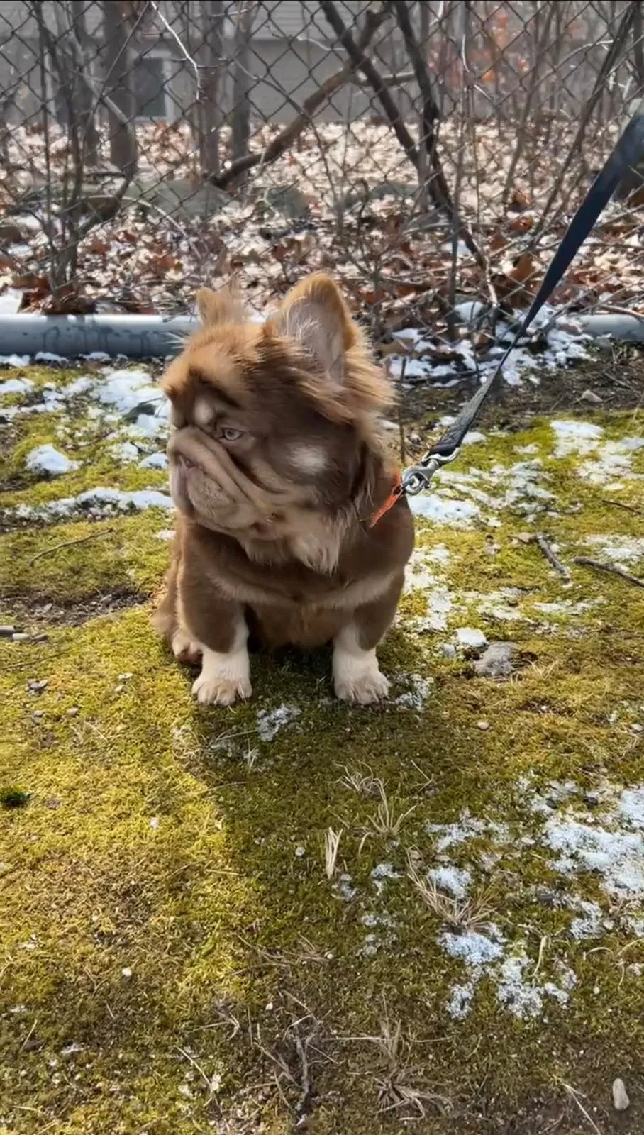Pup 10