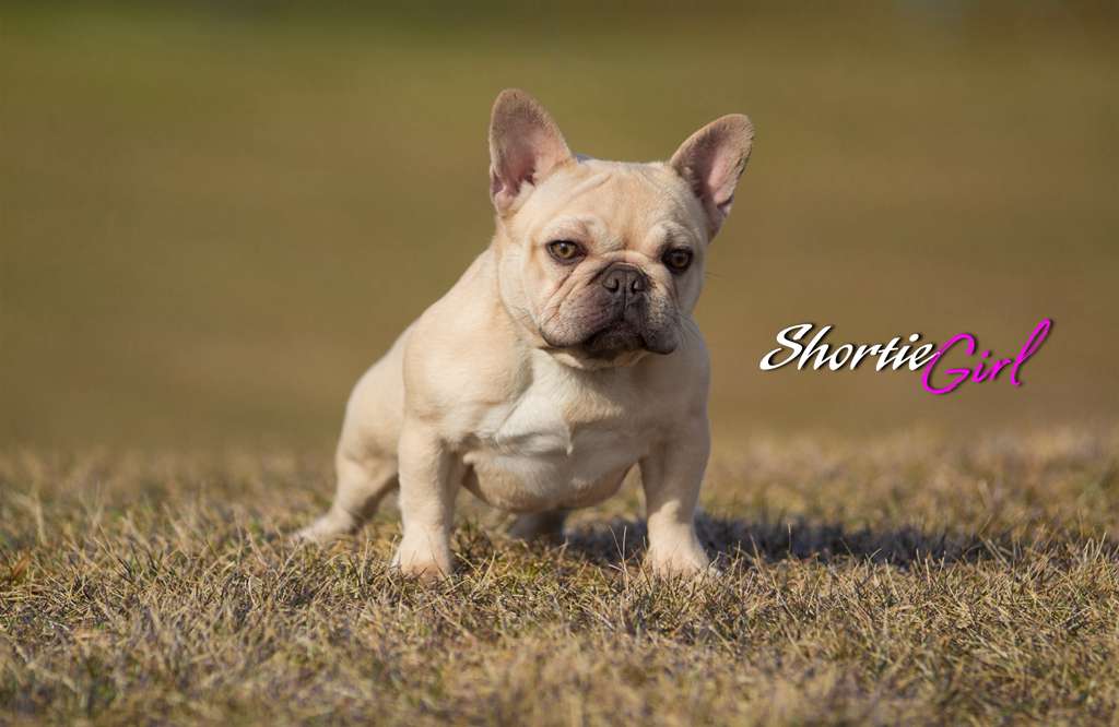 SHORTIE GIRL 2