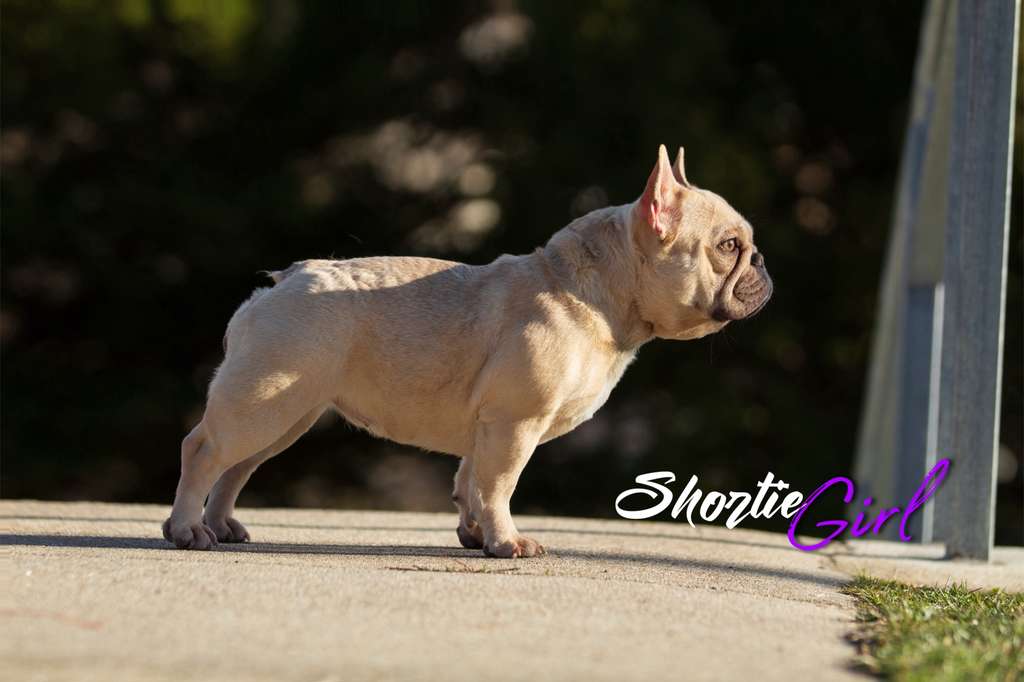 SHORTIE GIRL 1